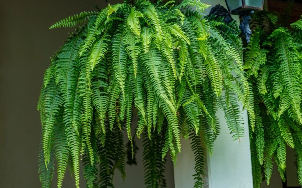 Quer multiplicar sua samambaia de um jeito simples? Veja como é o procedimento para encher sua casa dessa planta.