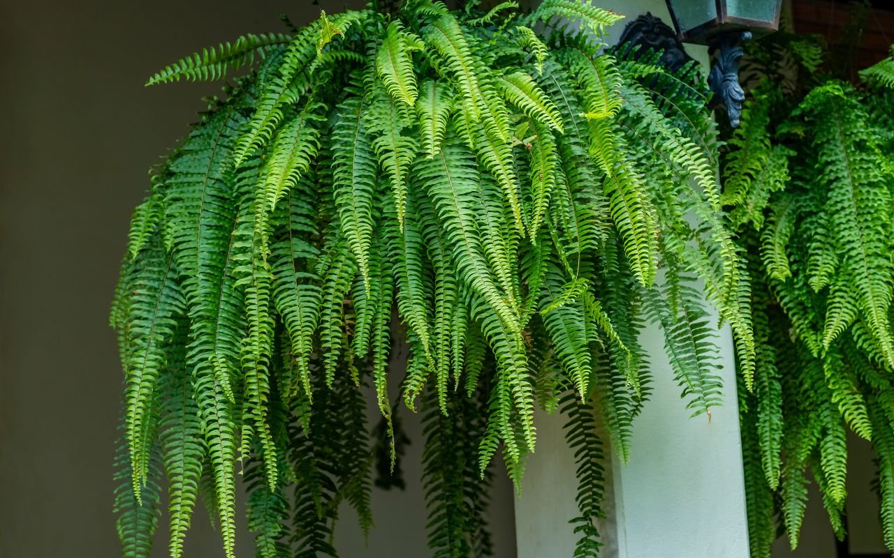 Quer multiplicar sua samambaia de um jeito simples? Veja como é o procedimento para encher sua casa dessa planta.