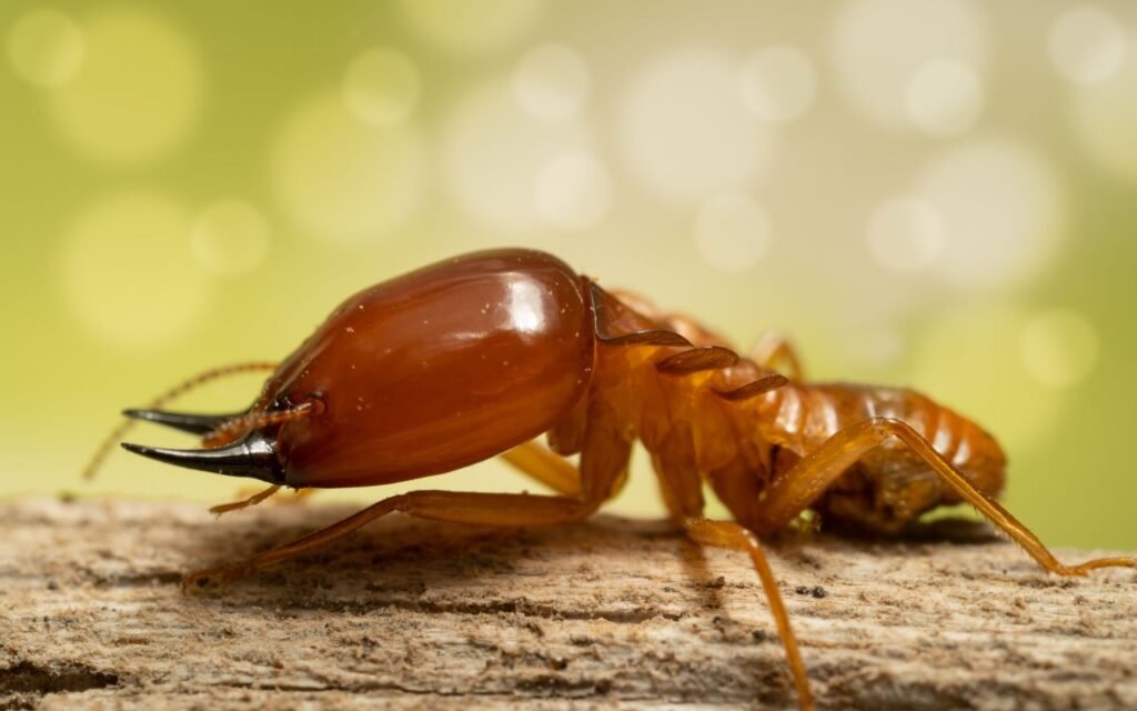 Chegou a hora de eliminar as formigas da sua casa sem gastar dinheiro ou chamar alguém especializado para fazer isso o mais rápido possível.