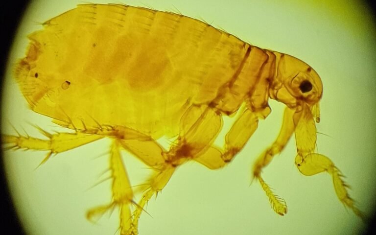 Aprenda qual é a fórmula eficaz e que funciona de verdade contra a infestação de pulgas na sua casa e no seu quintal.