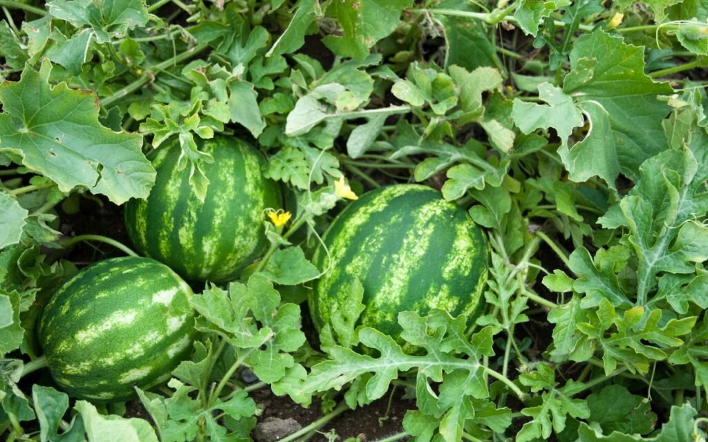 Melancia em vaso é possível e você vai se surpreender sobre como é fácil fazer isso até mesmo dentro de um apartamento.