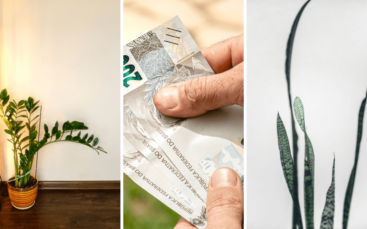 Precisa de dinheiro? Dizem que essas plantas podem atrair muita fortuna para a sua vida; veja o que elas são capazes de fazer ainda hoje.