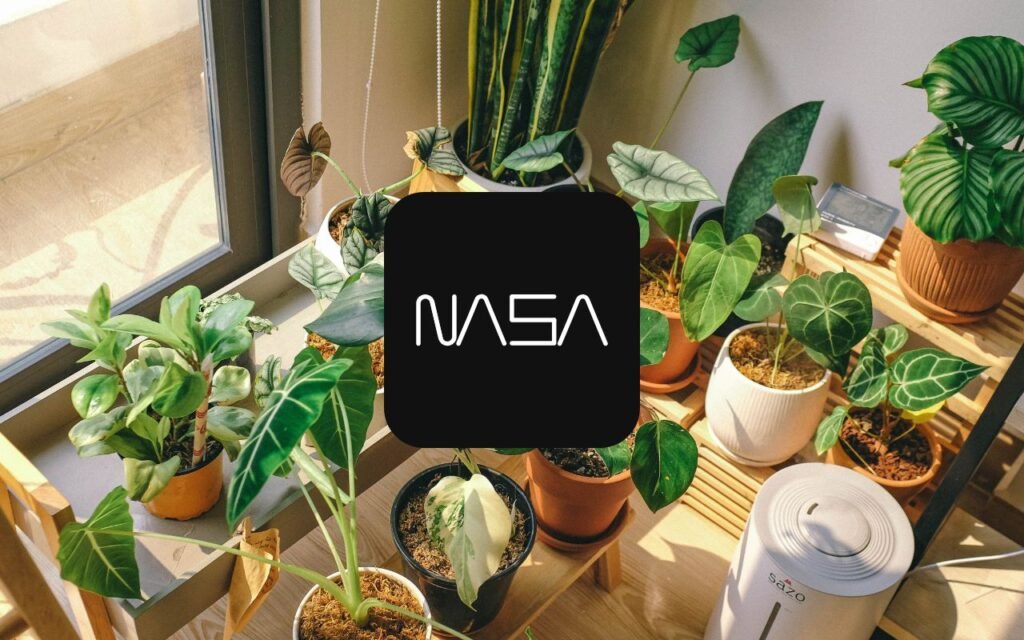 NASA revela a dose exata de plantas para sua casa Veja qual é a quantidade ideal de plantas para sua casa, de acordo com os estudos da NASA; a resposta pode te deixar bem surpreso.