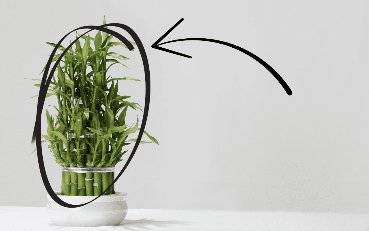 Descubra a nova tendência para quem ama jardim e mora em apartamento. Veja os benefícios e como entrar nessa moda hoje.