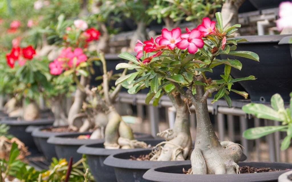 A rosa do deserto não dá flor na sua casa? Veja qual é o segredo que muitos não conhecem e outros não acreditam para resolver o problema.