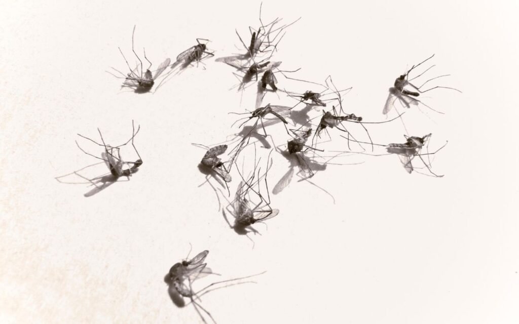 Os mosquitos são um problema na sua casa? Aprenda a fazer a receita milagrosa de 2 ingredientes que te livrarão do zum zum zum na sua orelha.
