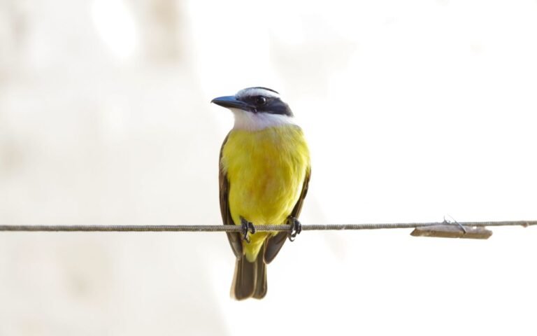 Entenda o que um simples bem-te-vi na sua casa pode representar, pois a mensagem pode ser bem diferente do que parece.