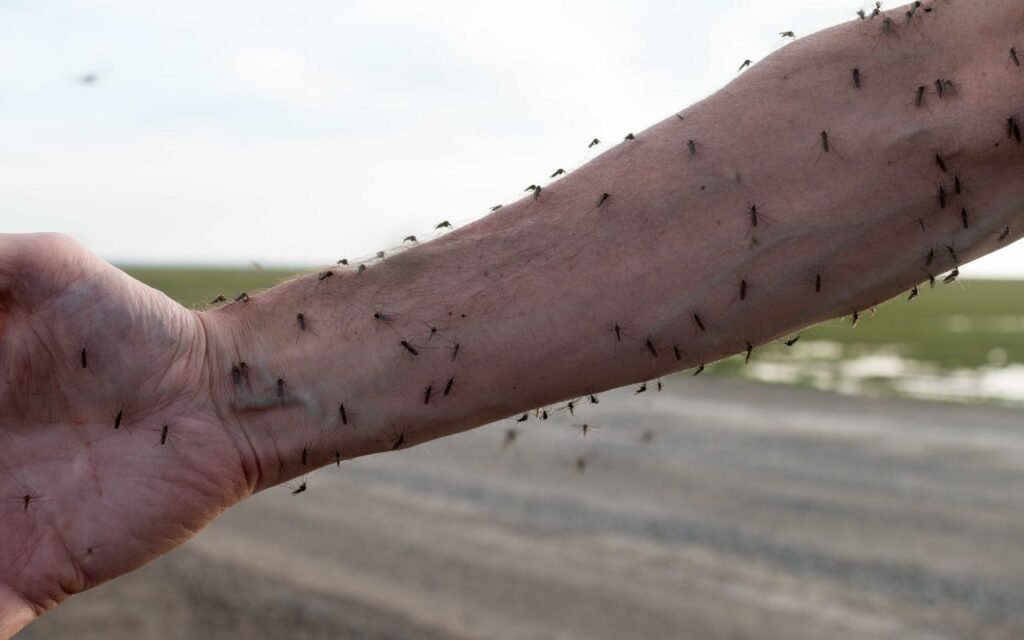 Sabe aqueles mosquitinhos que ficam rondando sua cabeça no fim de tarde? Aprenda a plantas essas 6 plantas para afastar o problema da sua casa.