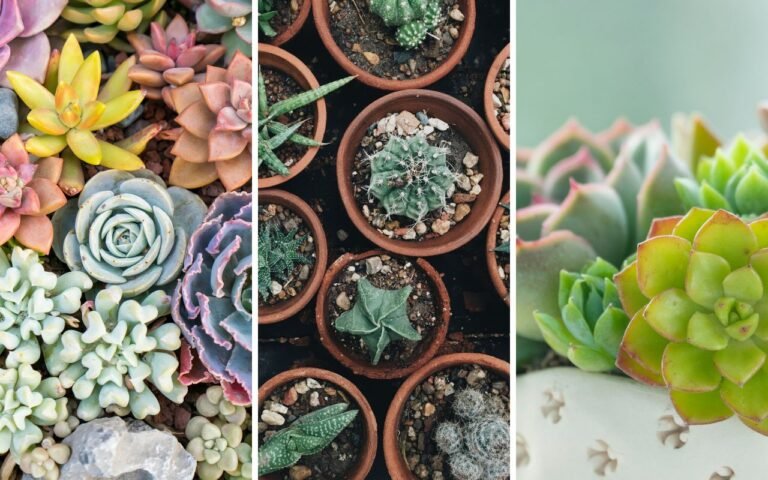 Elas foram febre há 10 anos, mas estão em alta novamente. Veja as suculentas mais procuradas em 2025.