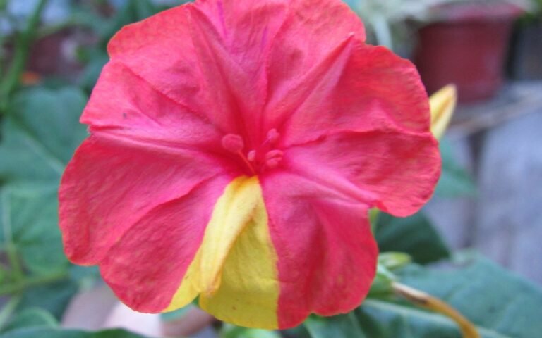 A maravilha é um flor fácil de cultivar e que deixa sua casa e jardim bem mais bonitos do que você jamais sonhou que seriam.