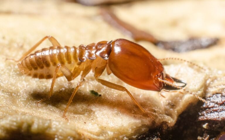 As aleluias chegaram com o calor antecipado no Brasil, mas isso acende sinal de alerta para cupim na sua casa.