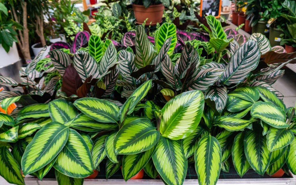 Confira quais são as plantas que você deve ter na sua casa, mas com cautela para não se dar mal; entenda melhor o que acontece.