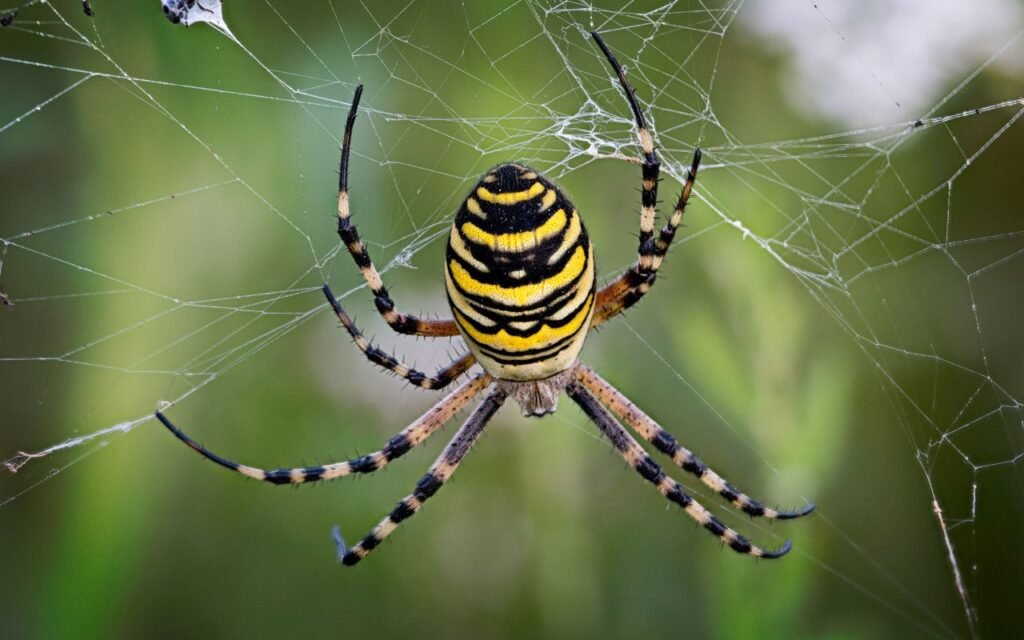 Cuidado com essas plantas na sua casa, pois elas são ótimas para acumular insetos e aranhas indesejadas perto de você.
