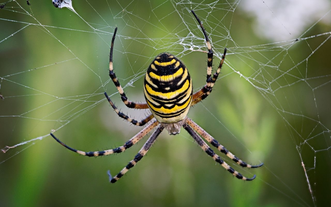 Cuidado com essas plantas na sua casa, pois elas são ótimas para acumular insetos e aranhas indesejadas perto de você.