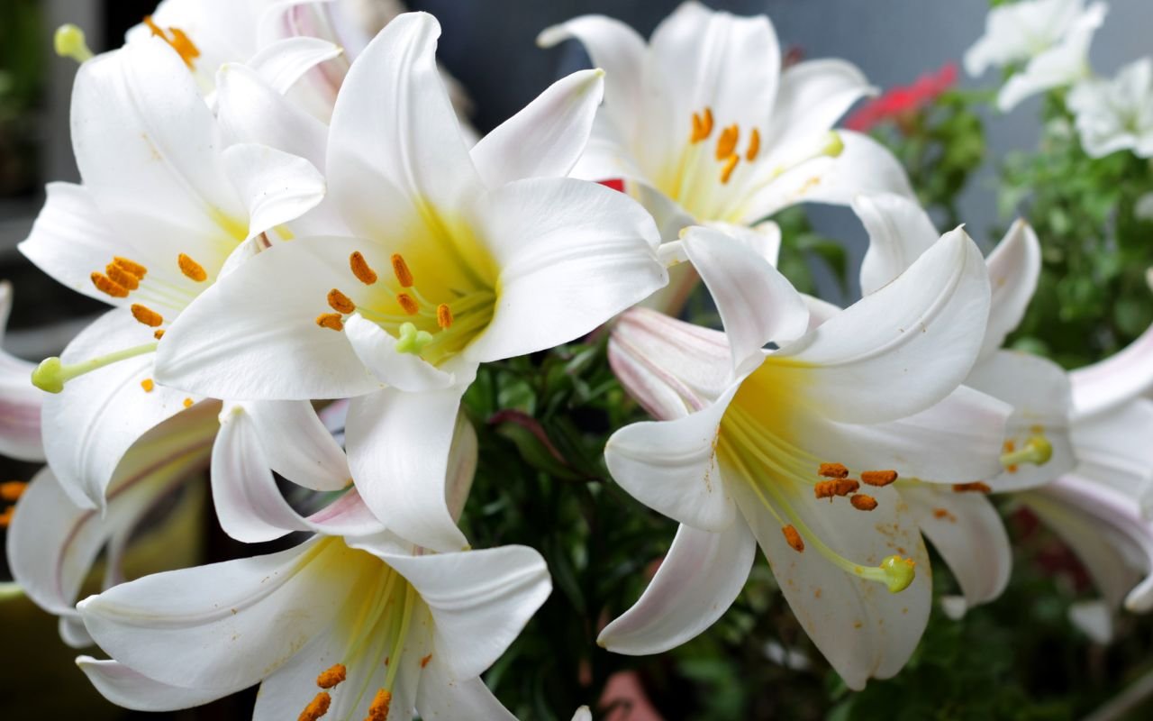 Quer que seu lírio fique sempre cheio de flores e cores? Então vale a pena apostar nesse tipo de terra para colocar no vaso.