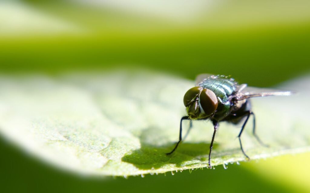 As moscas fogem da sua casa, se encontrarem uma simples planta no meio da cozinha; veja qual é ela e aprenda a usar do jeito certo.