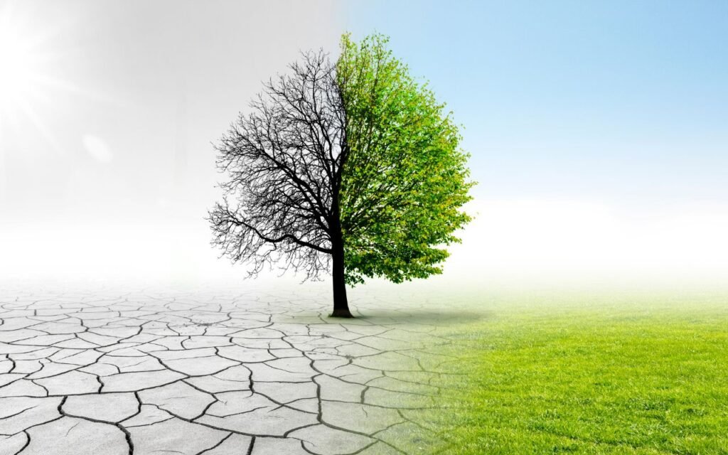 Essas plantas são valentes e muito resistentes; aprenda a cultivar o seu jardim com beleza e elegância.