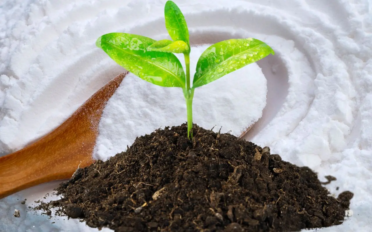Suas plantas estão murchas e sem vida? Um pozinho branco simples da sua cozinha pode resolver com facilidade; veja como.