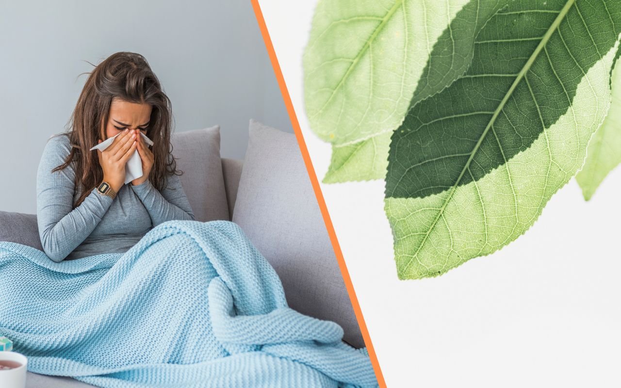 Essa planta ajuda a melhorar os sintomas de gripes e resfriados, especialmente quem sofre com dor de garganta.