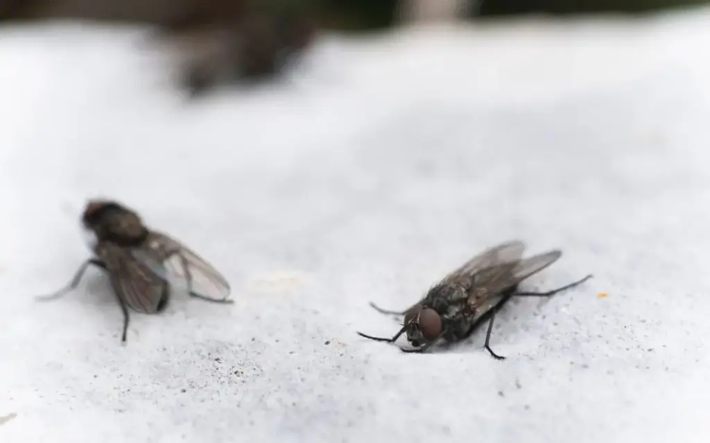 É fácil se livrar das moscas na sua casa e você precisará apenas de 1 ingrediente simples para conseguir o melhor resultado rapidamento.