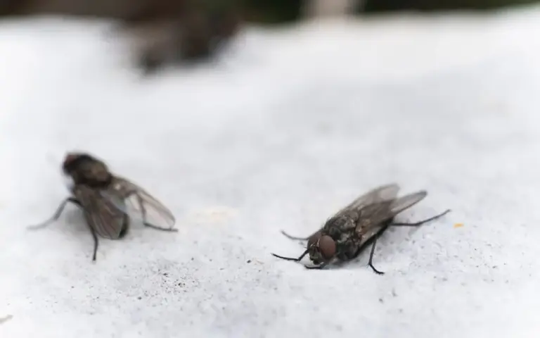 É fácil se livrar das moscas na sua casa e você precisará apenas de 1 ingrediente simples para conseguir o melhor resultado rapidamento.