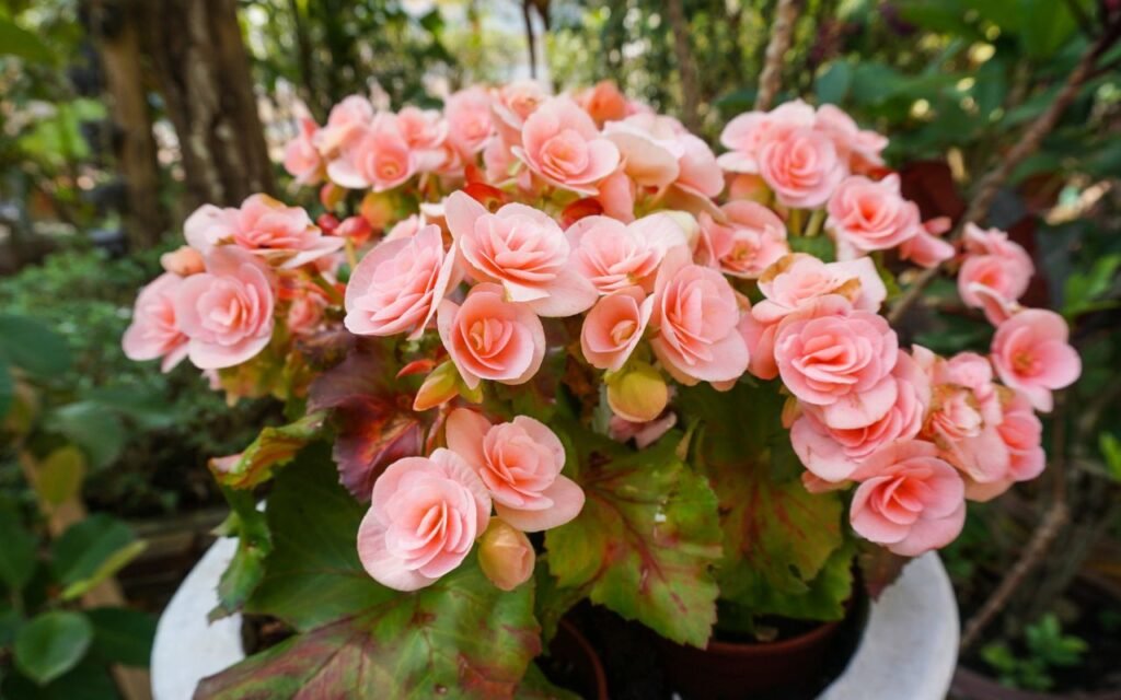 Você está fazendo isso com sua begônia e é por esse motivo que ela sempre morre; veja o erro clássico ao cultivar essa planta.