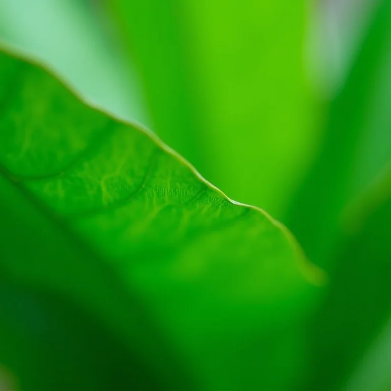 Detalhe das folhas de um Jacarandá