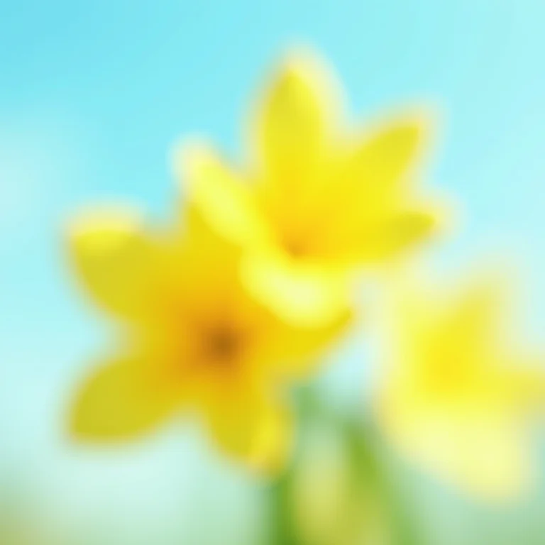 Flores amarelas de Ipê em contraste com o céu azul, representando a explosão de cores e alegria na música.