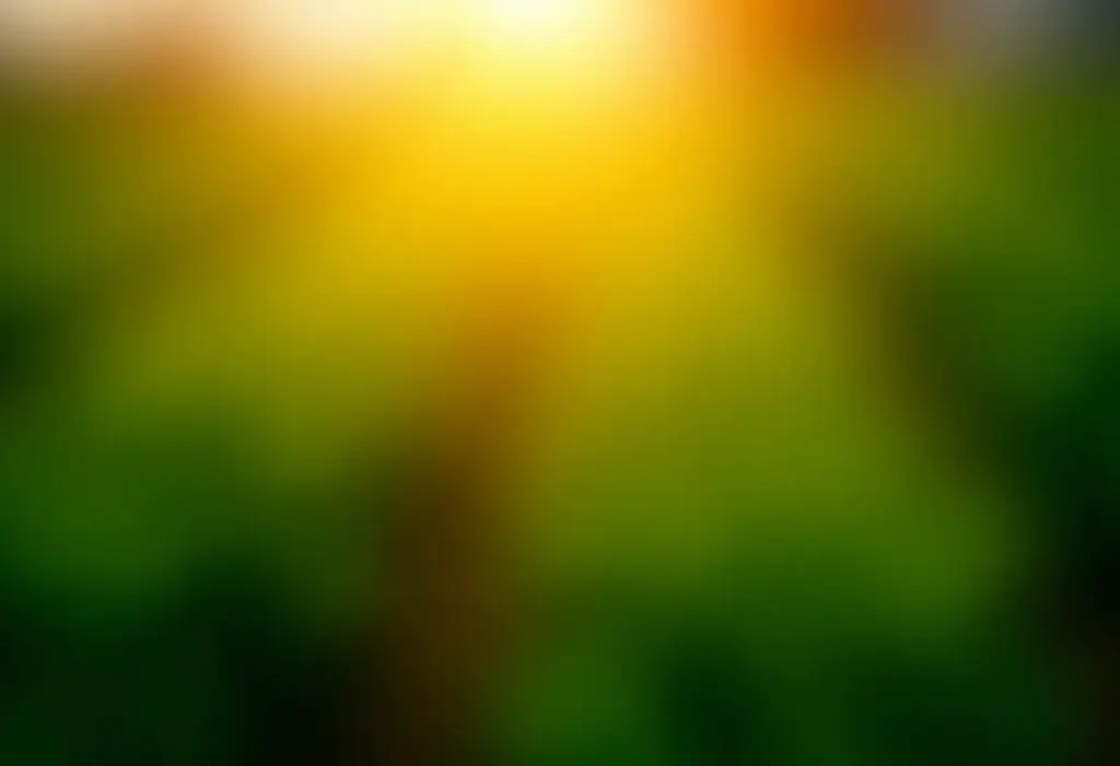 Horta exuberante ao entardecer com plantas saudáveis.