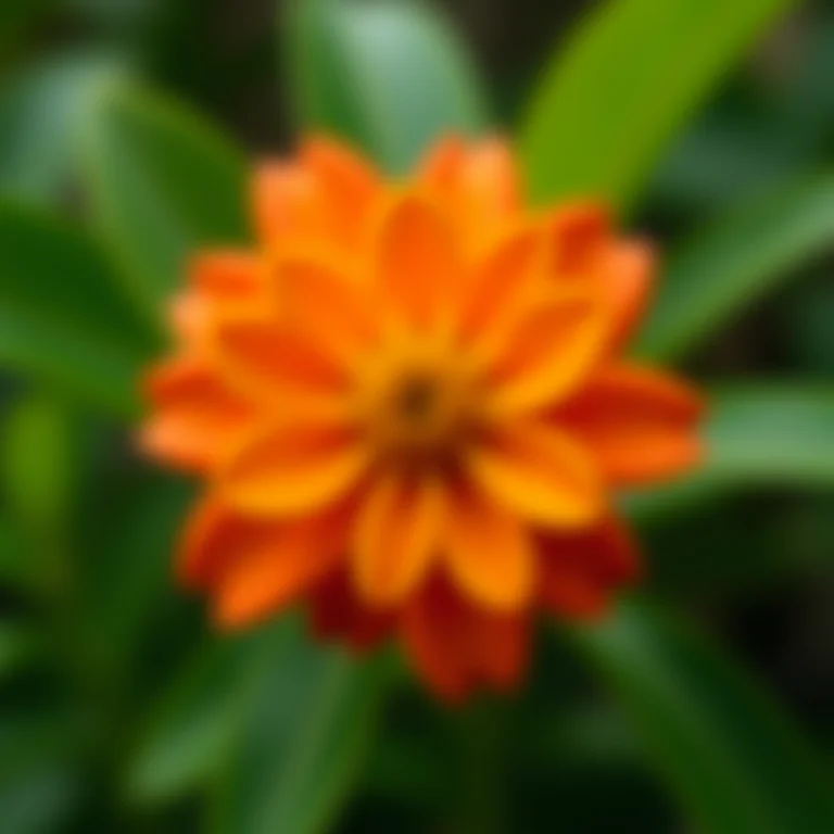 Mãos de jardineiro segurando delicadamente uma flor de Ixora.