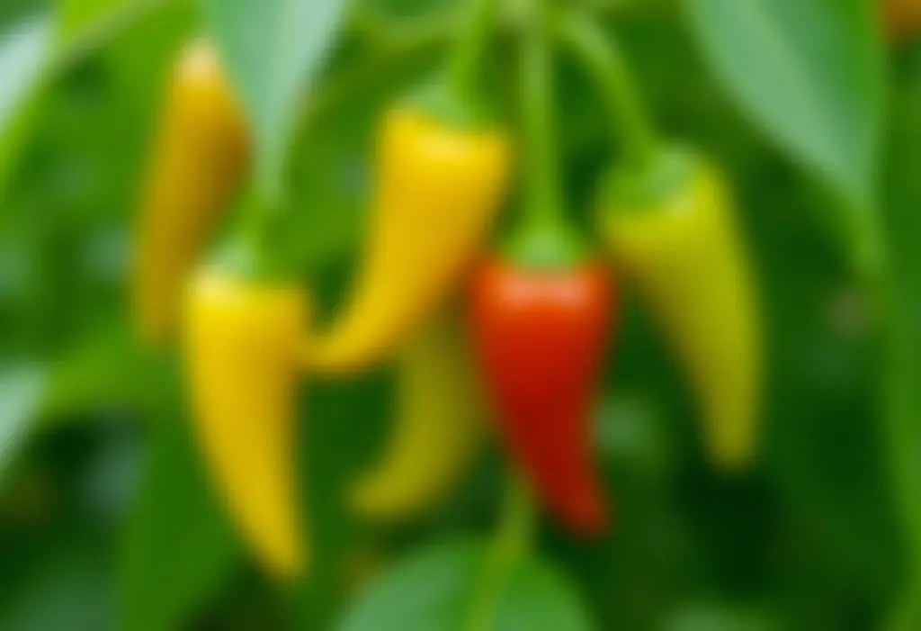 Pimenteiras carregadas de pimentas vibrantes em jardim ensolarado.