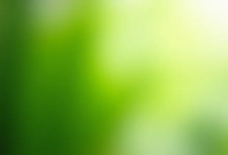 Planta de interior sendo limpa com cuidado