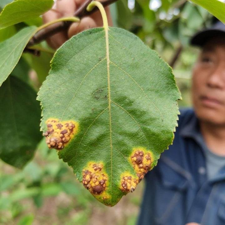Conclusão: aproveitando os benefícios das árvores frutíferas